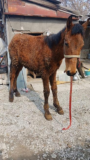 Лошади, кони: Продаю | Кобыла (самка) | Рабочий — 8
