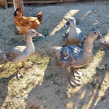 meinkun kedi fiyatları: 3 ədəd Lavanda 1 ədəd Fındığı 1 ədəd Macar cəmi 5 ədəd ördəydi 1 — 6