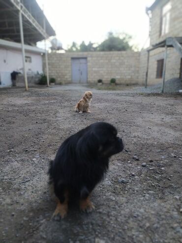 pekines itləri: Pekines, 1 il, Erkek, Peyvəndli, Ünvandan götürmə