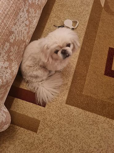 it səkli: Pekines, 2 il, Erkək, Peyvəndli, Ünvandan götürmə — 2