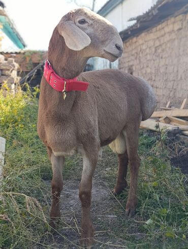 продажа баранов в бишкеке: Продаю | Баран (самец) | Арашан | Для разведения