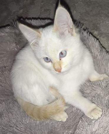 корм для цыплят несушек: Кошка даром: Беспородная, 2 месяца, Девочка, Приучена к лотку — 2