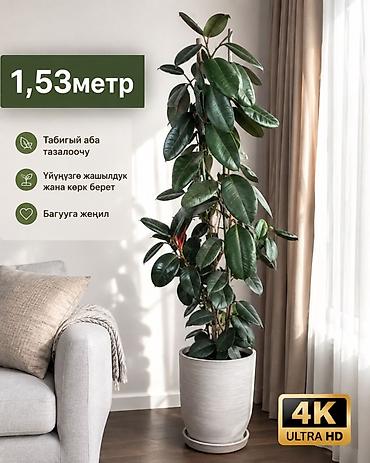 эластика: Фикус эластика (каучуковое дерево) в напольном кашпо. - Высота — 1