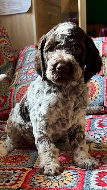 Psi: Nasa odgajivacnica lagotto romagnolo pasa A GANG OF LAGOTTA FCI 7244 — 17