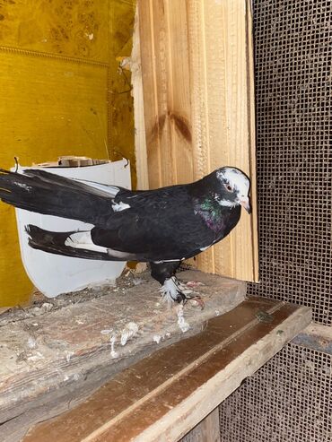 Göyərçinlər: Salam hoptum 6 baldan tek tek heresinin oz qiymeti var icinde 19 — 6