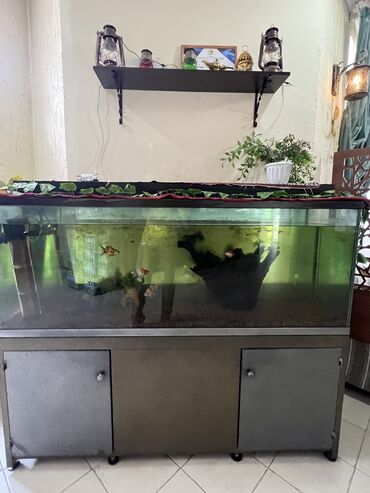 аквариум с рыбками: Аквариум 160х60х40 см на 300 литров