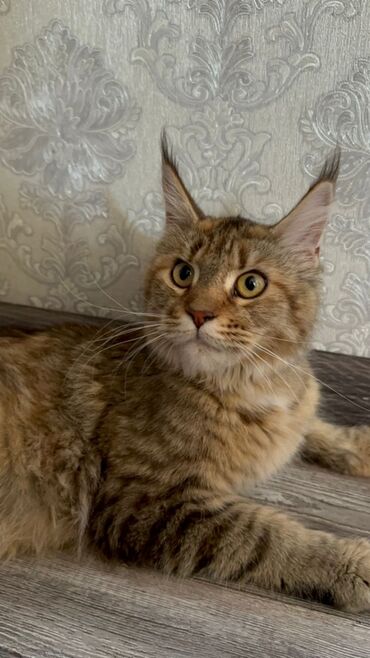 кошка сфинкс: Продам кошку породы мейин Кун очень крупная девочка