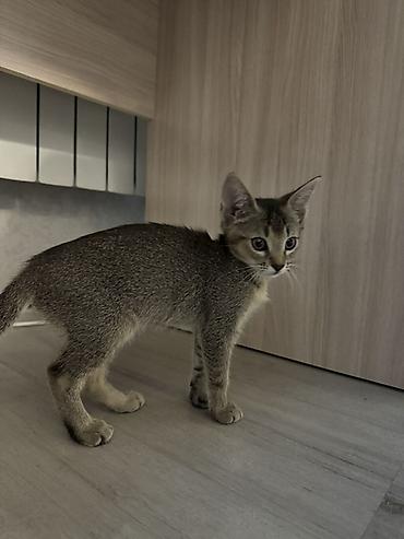 кошка золотая шиншила: Пристраиваем очаровательного котёнка Пол: девочка Возраст: 3 месяца — 3