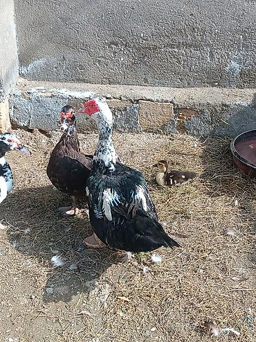 krasnadar ördək: 1 erkek lal ördək 2 disi lal ördək bir xoruz bir toyug birdeki — 4