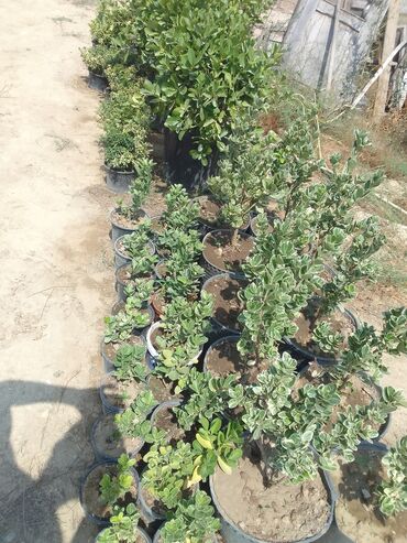 Tinglər: Həmişəyaşıl dekorativ kollar – qablarda - Növ: Euonymus japonicus — 17