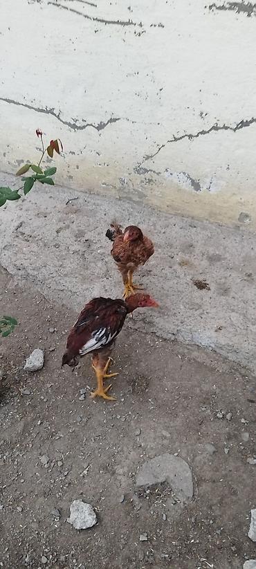 kend cuceleri: Damazlıq — 1