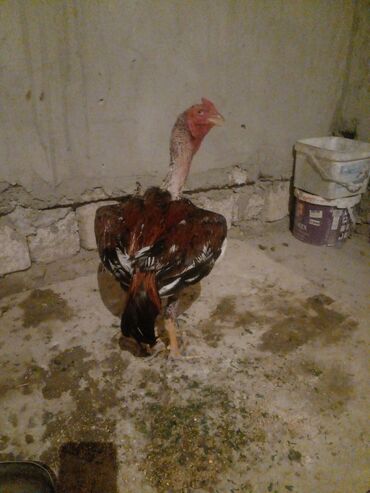 Xoruzlar: Xoruz, il: 1, Ünvandan götürmə — 1