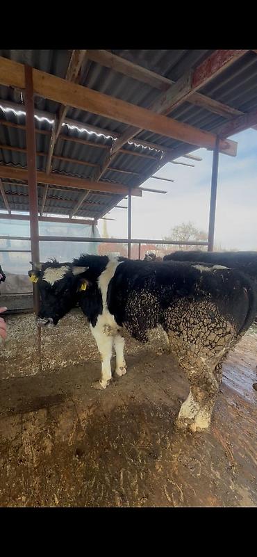Коровы, быки: Продаю | Бык (самец) | Полукровка, Голштин, Швицкая | На забой | Привязанные — 4
