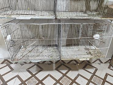 cane corso qiyməti: İki bölümlü qəfəslər quşlar satmışam 5 ədəd qəfəs qalıb. agıllı yem — 3