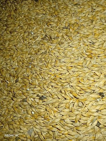 tuya agaci nedir: 38 qəpiyə arpa satılır yalnız həqiqi alıcı narahat edə bilər ünvan — 1