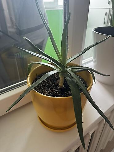 Алоэ (вероятно, Aloe vera) в горшке. - Комнатное суккулентное — 1