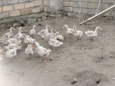 Ördəklər: Dilli ordekler — 4