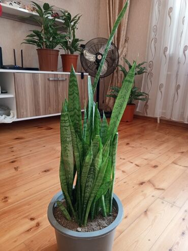 Otaq bitkiləri: Sansevieria (Qayın dili) – otaq bitkisi - Növ: Sansevieria — 4