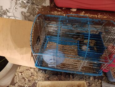 клетка для хомяков: Hamster (xamyaklar 2-3-5-8₼) ələ oyresib oynaqdilar : hamster