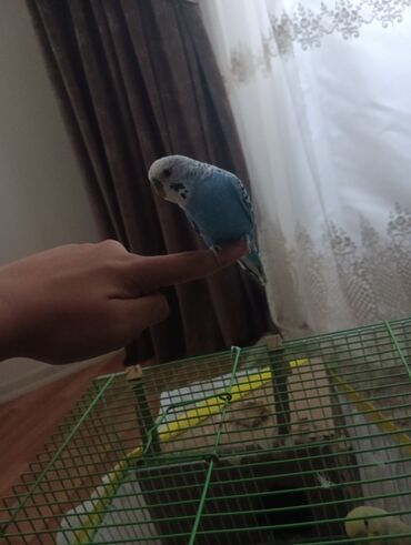 Tutuquşları: Məhsul: Dalğalı tutuquşu (budağı/əlin üstündə durmağa öyrəşmiş) — 2