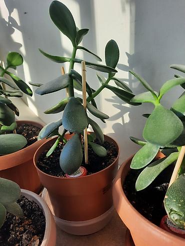 Денежное дерево: Денежное дерево приносит благополучие в дом, где растет, хорошо — 6