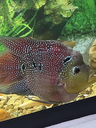 сколько стоит аквариум: Salam Akvarum 150 litir Flowerhorn balik Yekə ölçüdə daş filter — 2
