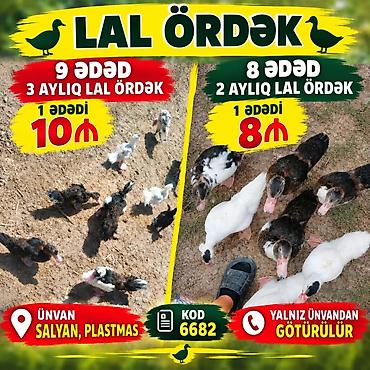 balaca tuklu itler: Məhsul: Lal ördək - 3 aylıq lal ördək: 9 ədəd mövcuddur - Qiymət — 1
