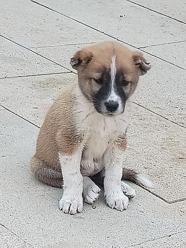 1 aylık doberman: Qurdbasar — 3