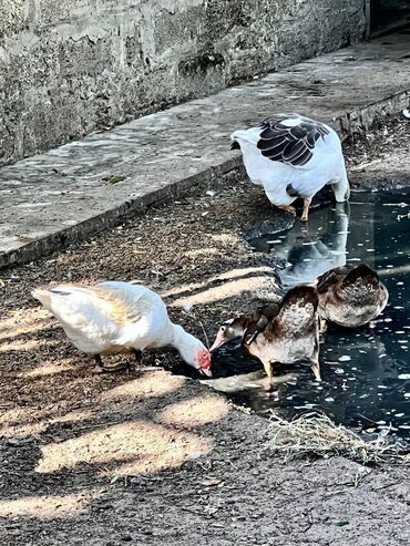 Qazlar: 🦆 🦢 ördək və qaz satılır! ✅ tam sağlam, ev şəraitində bəslənmiş — 3