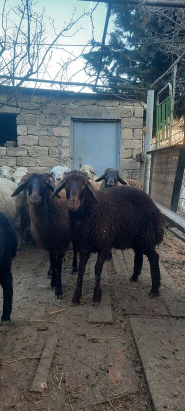 qurbanliq quzu: Quzu, Erkək, Qala, ay: 7, 20 kq, Damazlıq, Ətlik, Pulsuz çatdırılma