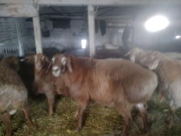 Баран, овца: Продаю | Баран (самец) | Полукровка | На забой | Матка — 6
