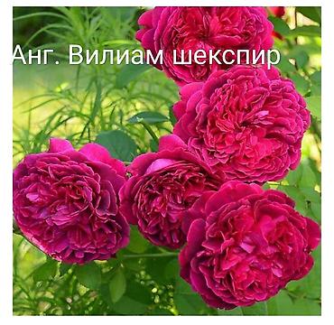 Роза: Instagram: #rozaelite Продаю саженцы роз с открытой корневой — 2