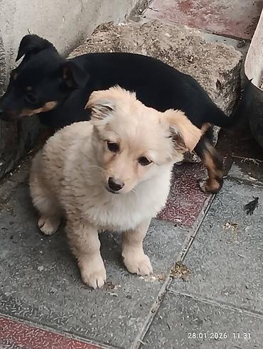 İtlər: Zvonok, 1 ay, Ödənişli çatdırılma — 8