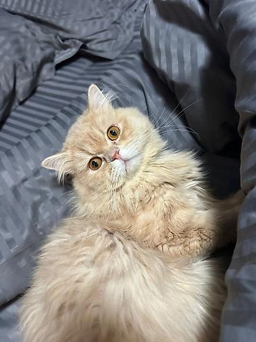 Кошки: Persik adlı pişik üçün sevgi dolu ev axtarılır 🧡🐾 Pisiyin 1 yaşı var — 3