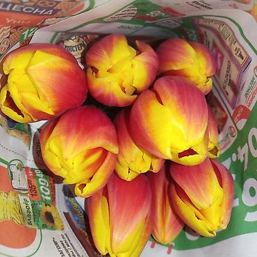 Букеты из живых цветов: Открыта бронь на тюльпаны оптом и розницу 2026 года к 8 марта — 2