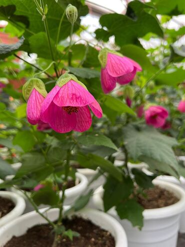 Садовые цветы и кустарники: Абутулионы — 8