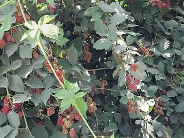 Ежевика: Лохнес сорту Ежевика садовая (саженцы/кустовые посадки) - Культура — 8