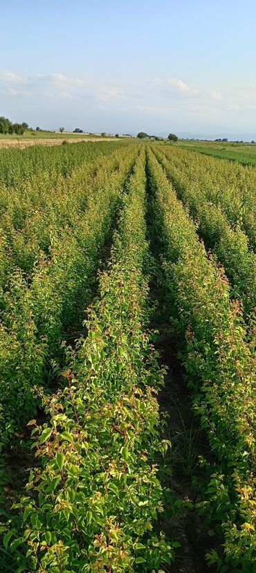 Tinglər: Hər növ meyvə aqcların satşı hər bir sort var çadrlma pulsuzdur meyvə — 10