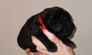 Psi: Ako tražite vernog člana porodice, obratite se nama i postanite — 18