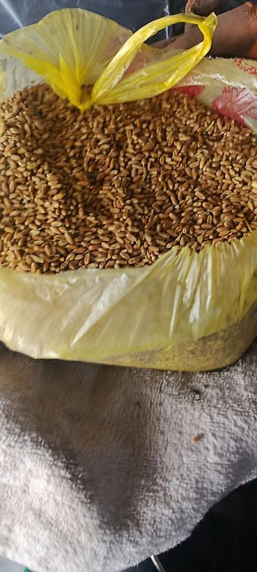 эпл часы: Пшеница (зерно) 80. 90 тон. цена19 сом можно оргонизовать — 2