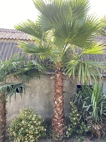sərin su: Mexikan fan xurması (Washingtonia robusta) – dekorativ, hündürgövdəli — 1