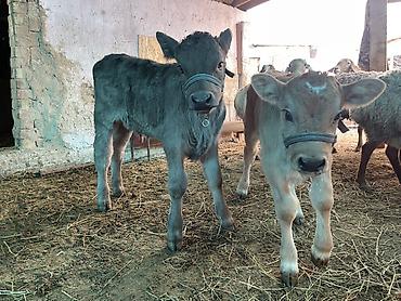 Коровы, быки: Продаю | Музоо, торпок | Полукровка | На откорм | Племенные — 13