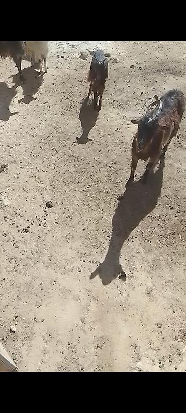 ereb kecileri: Allahın salamı olsun hər kəsə Qardaşlar damazlıq keçi və çəpışlər — 7