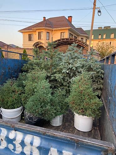 саженцы елки: Продаются декоративные хвойные растения 🌿🌲 -туи от 150 до 220см -ели — 2