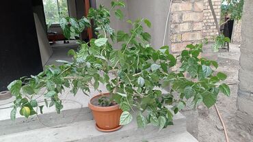 слива ферментированная капсула для похудения отзывы: Фикусы