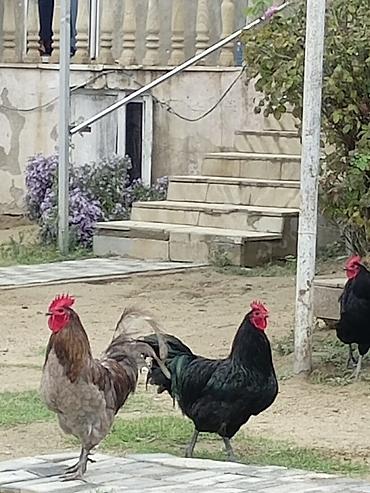 toy pudil: Məhsul: Ev təsərrüfatı üçün xoruzlar Təsvir: - Şəkillərdəki xoruzlar — 3