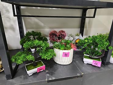 ваза красная: Masaüstü dekorativ bitkilər – bonsai və sukulent kompozisiyaları - — 1