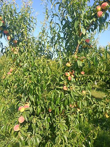 meyve terevez dukani: Şaftalı – bağdan təzə, çeşidlənmiş və qutulanmış - Məhsul: aromatik — 10
