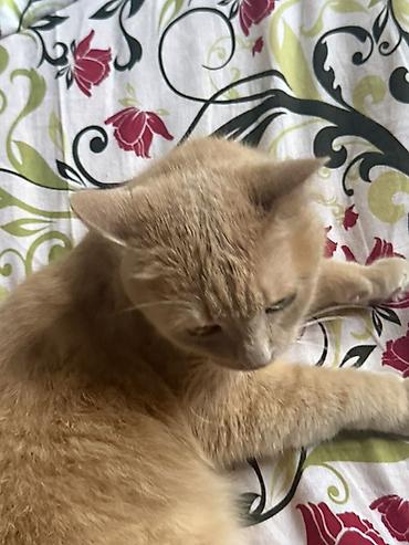 рыжий: Отдаю кота в добрые руки! Приучена к лотку, кастрирован. Пушистая — 2