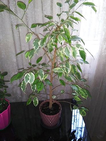Фикустар: Фикус Бенджамина вариегатный (Ficus benjamina, пестролистная форма) — 1